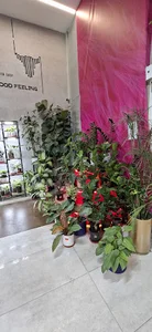فروشگاه گل و گیاه حس خوب بابل