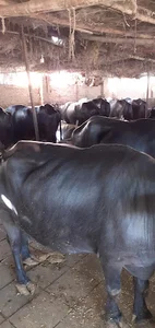 Al-Fajar Dairy