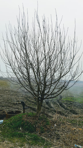 Shokrollahpur Organic Farm