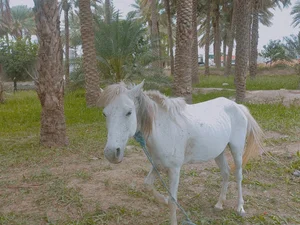 باغ بهرامی
