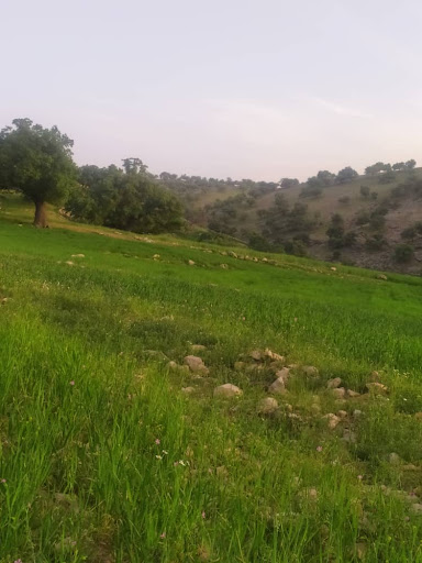 مزک میر محمد نبی هادی پور