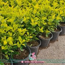 شمشاد طلایی - مجتمع تولیدی گل و گیاه نازگل محلات