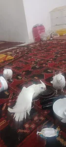 پرنده فروشی مقدم ..عروس هلندی
