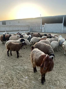 دامداری صنعتی ملکی