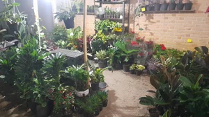 گلسرای بهشت، اسدی