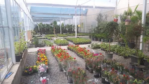 مجموعه گل و گیاه پارادایس