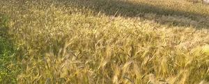 مزرعه گندم و جو