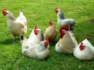 خوراک دام وطیور