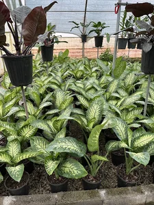 گلخانه برگ سبز Green Leaf Greenhouse