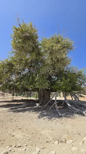 درخت لور (انجیر معابد)