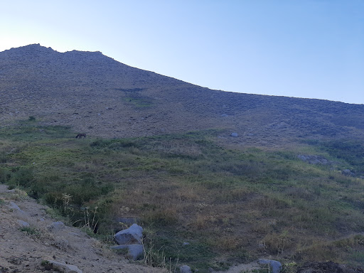 چمن سرهنگ