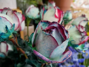 گالری گل مریم 3