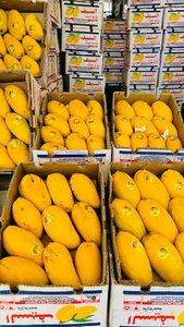 بارفروشی حاج نوراله ملک کندی