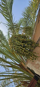 تُرنج