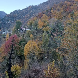 جنگلبانی