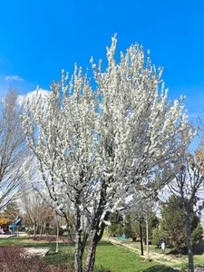 بوستان شهروند 3