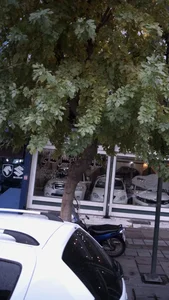 نمایشگاه اتومبیل کمالی 3