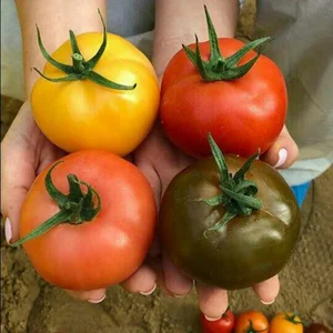 تره بار اسکندری
