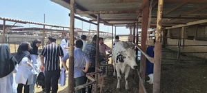 مزرعه پرورش گاو شیری حاج فدایی