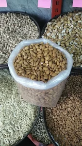 خشکبار بلوط