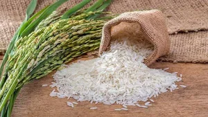 بازرگانی برنج آقاپور