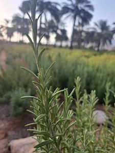 شرکت گیاه دارو بارش جهرم