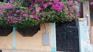الياسمين