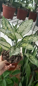 گلخانه عابدی