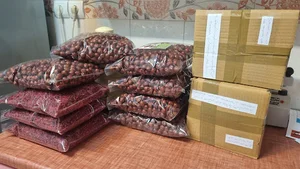 زرسرخ آریانا