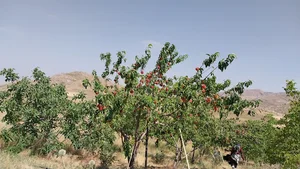 خاکمالگه اولیا