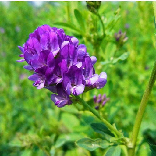 مرکز عطاری طب اسلامی طب سنتی