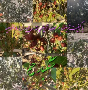 خشکبار جیم 2