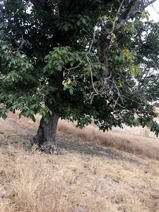 پارک