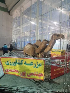 مزرعه مهندس پورمحمدی . شترداری پورمحمدی