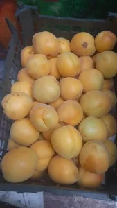 هایپر میوه رضا 5