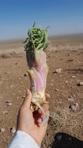 قنات روستای، حسین آباد
