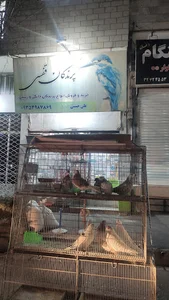 پرنده فروشی حسین