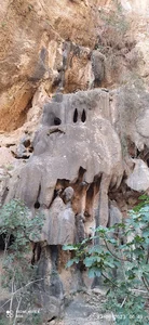 انجیر سوز (سبز) لای حسن گری مدوار