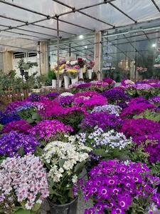 گلفروشی پارسا 3