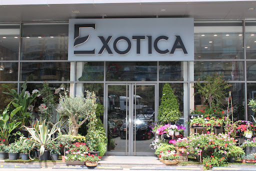 Exotica Sahel Alma