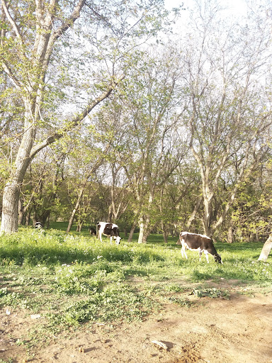 ژردی