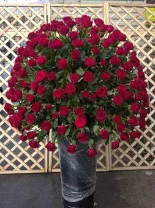 پخش گل خانزاده(شعبه 1) 5
