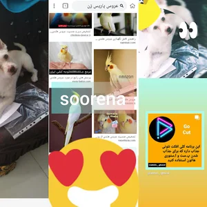 سورنا