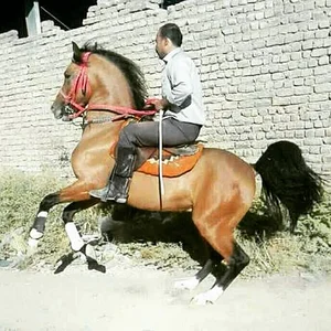 باشگاه سوارکاری و پرورش اسب کرار