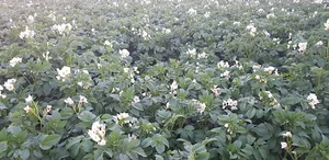 سردخانه غفاری