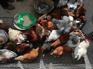 بازار خرید و فروش حیوانات کارگزاری