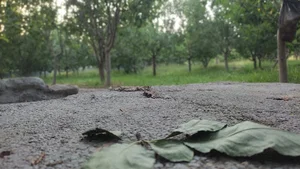 لبنیات محلی سادات