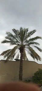 مصلاي بزرگ نماز جمعه