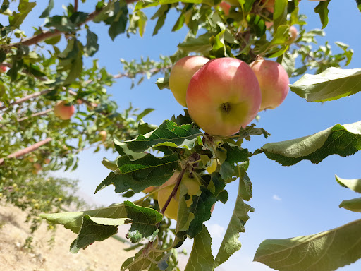 مزرعه خصوصی م رضایی،