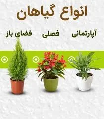 خانه کاکتوس و سانسوریای اراک